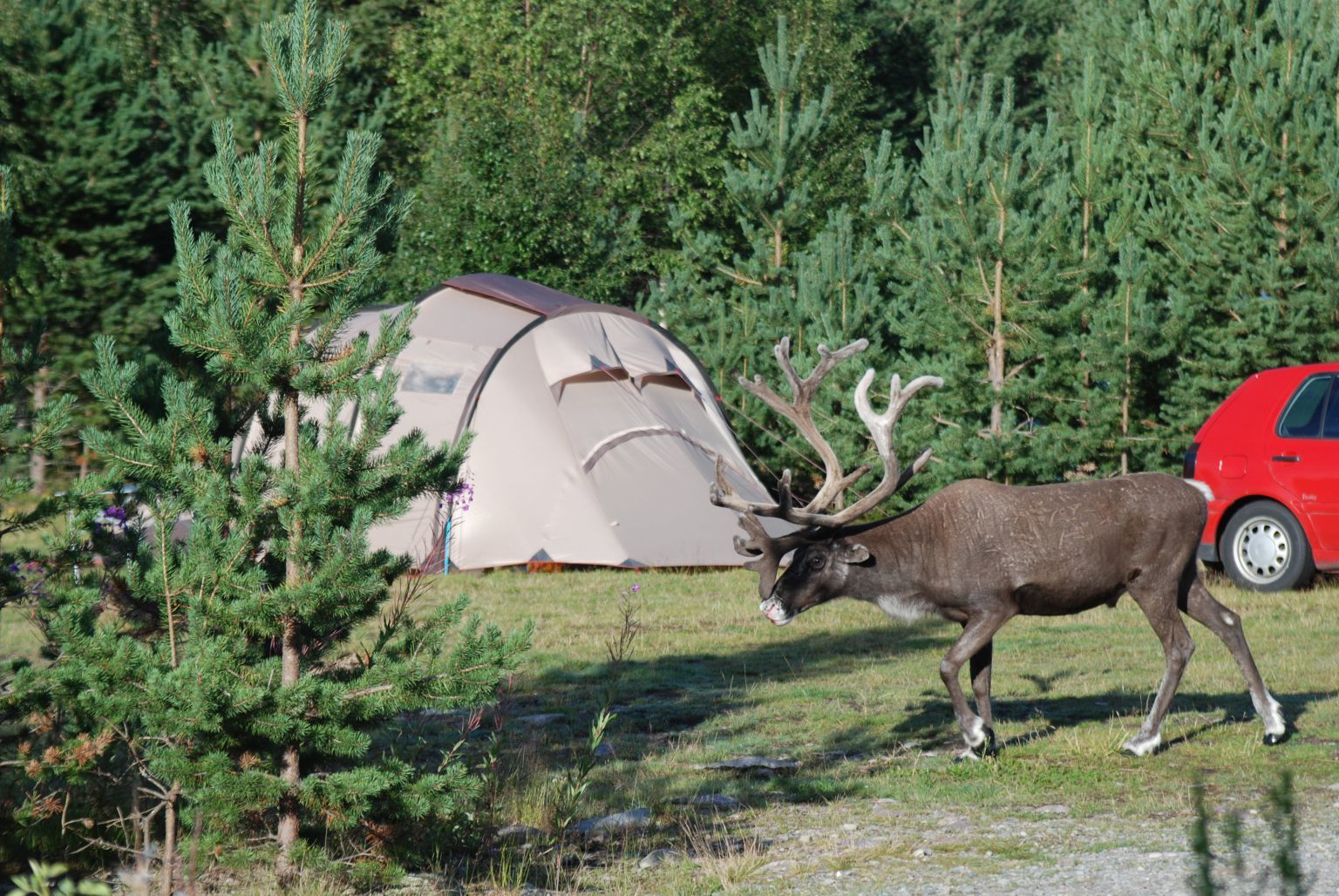Sörälvens Fiske Camping & Stugby - Dalarna - Zweden | ANWB Camping